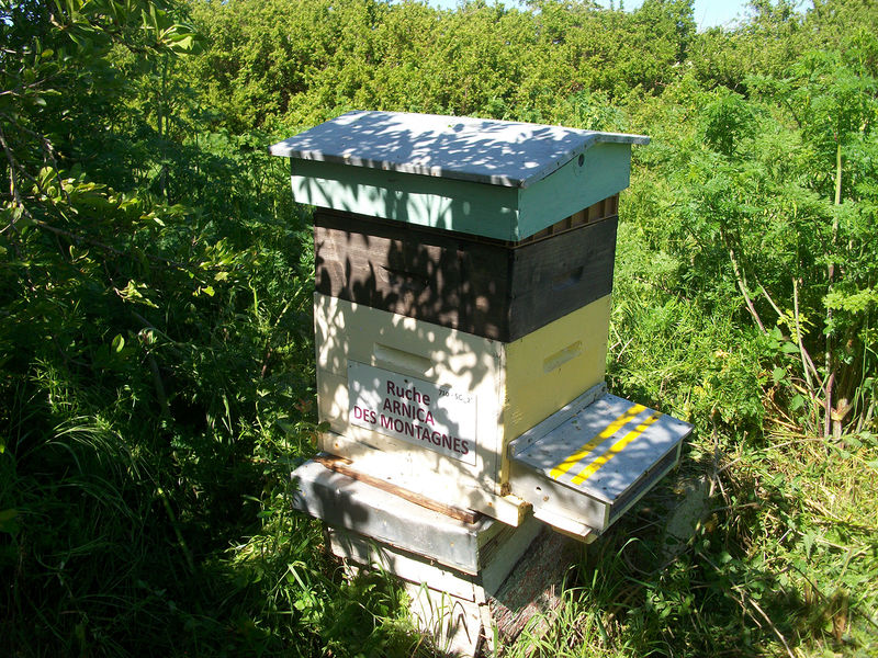 La ruche Arnica des montagnes