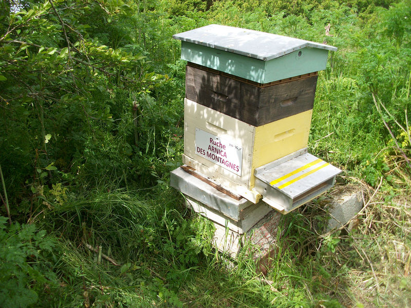 La ruche Arnica des montagnes
