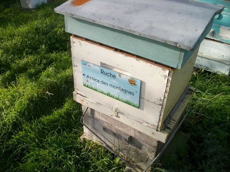 La ruche Arnica des montagnes