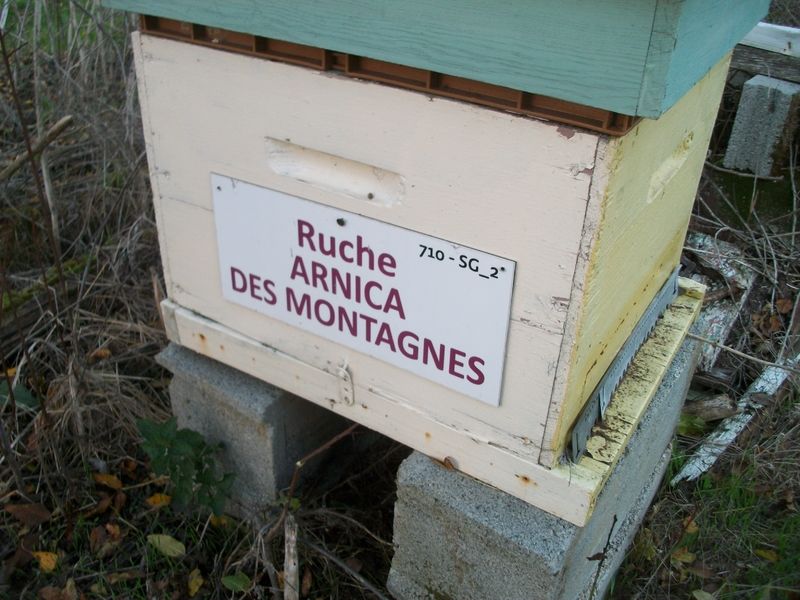 La ruche Arnica des montagnes
