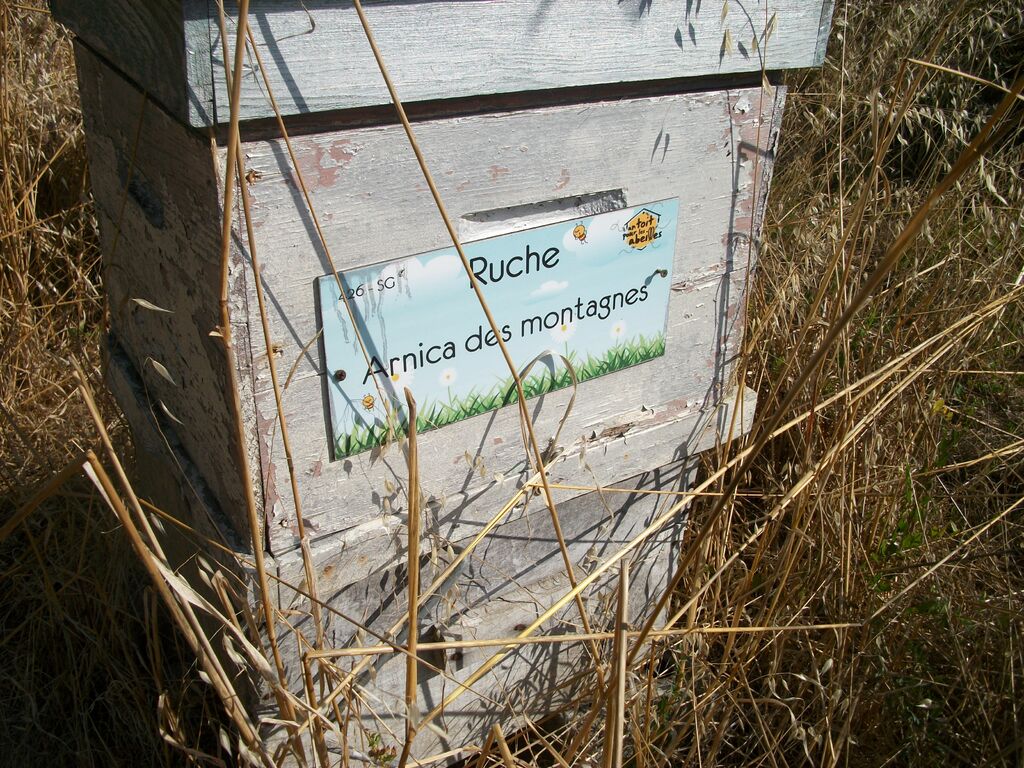 La ruche Arnica des montagnes