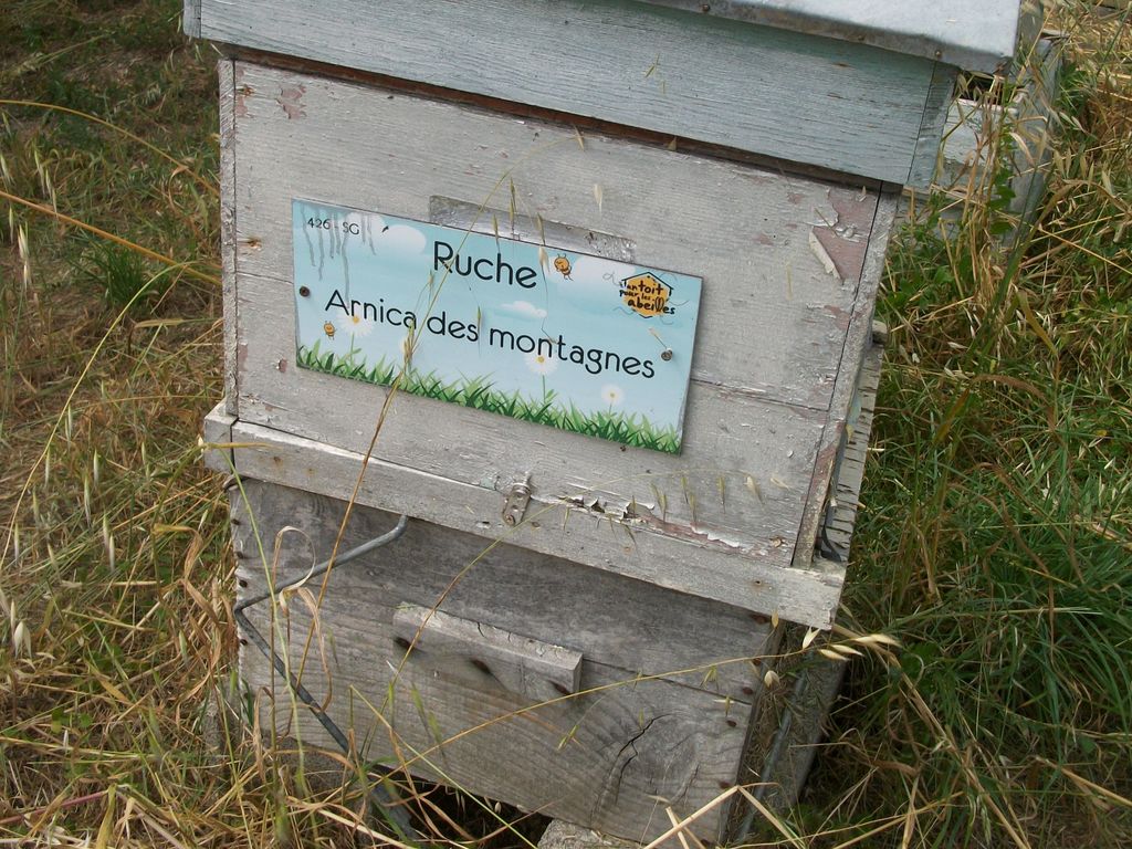 La ruche Arnica des montagnes