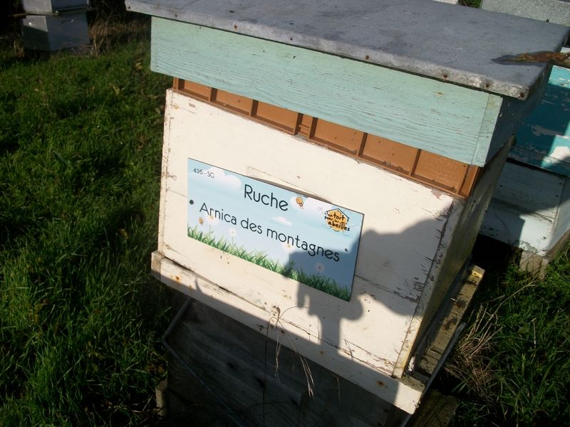 La ruche Arnica des montagnes
