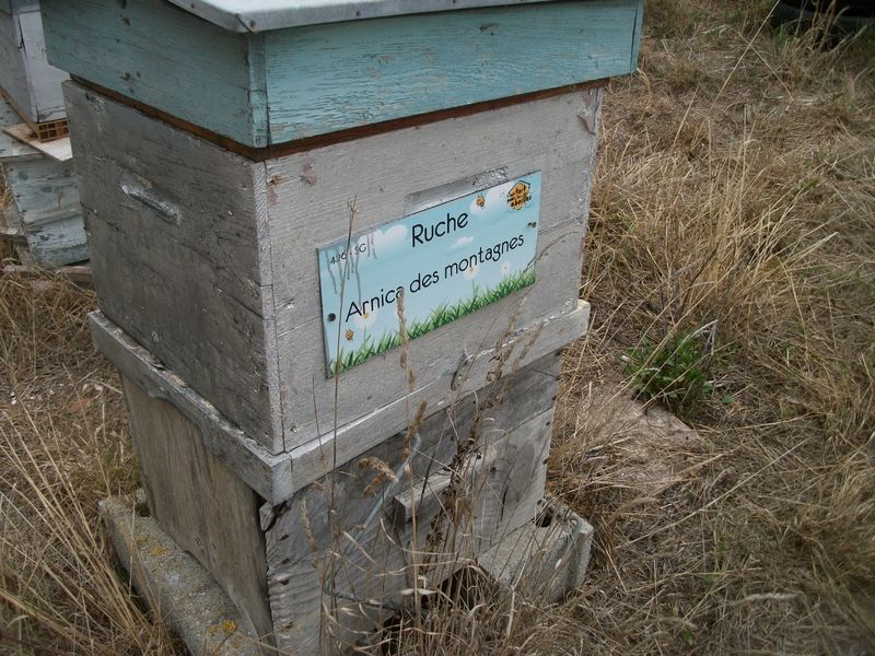 La ruche Arnica des montagnes