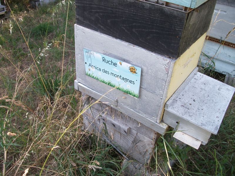 La ruche Arnica des montagnes