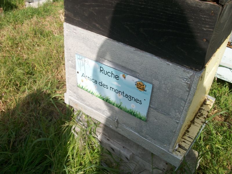 La ruche Arnica des montagnes