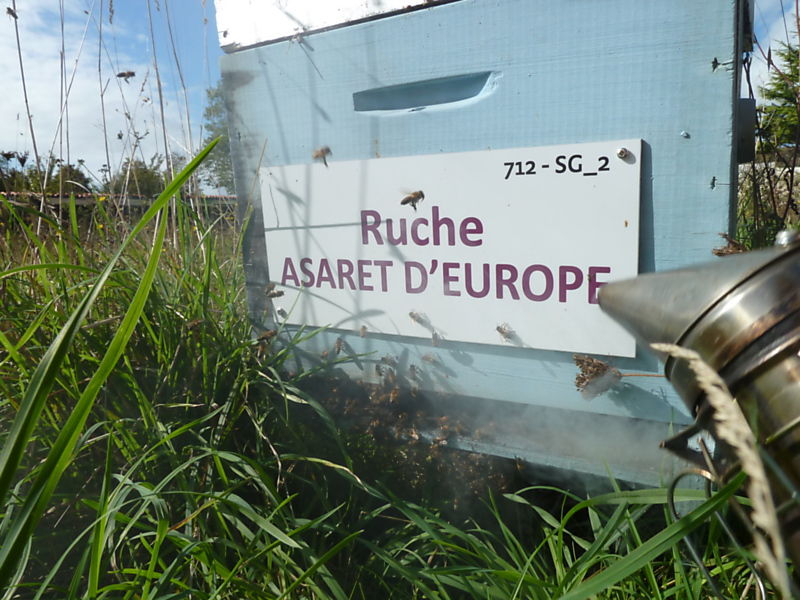 La ruche