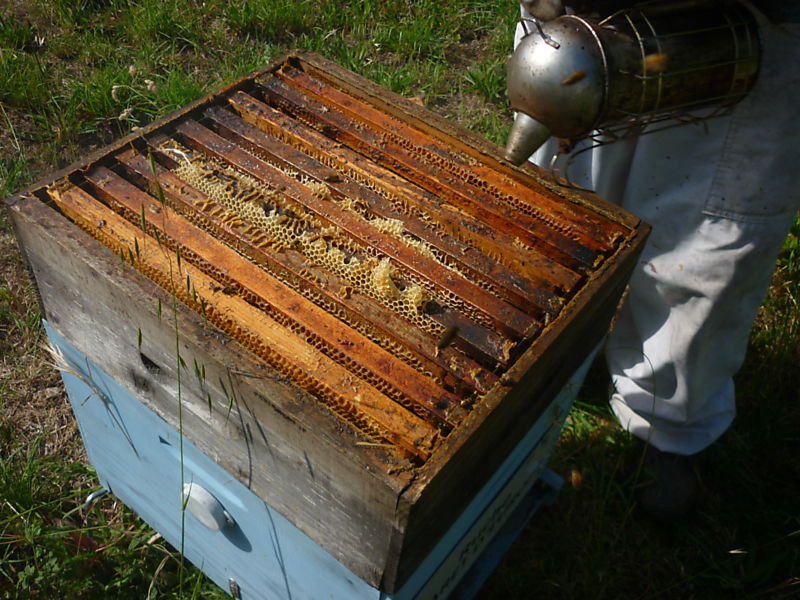 La ruche Asaret d europe