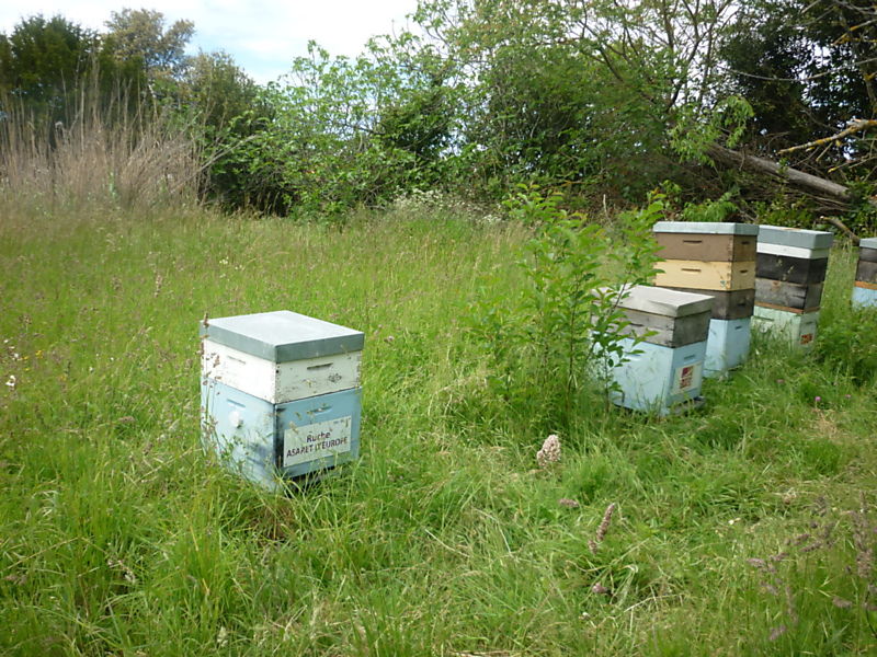 La ruche Asaret d europe