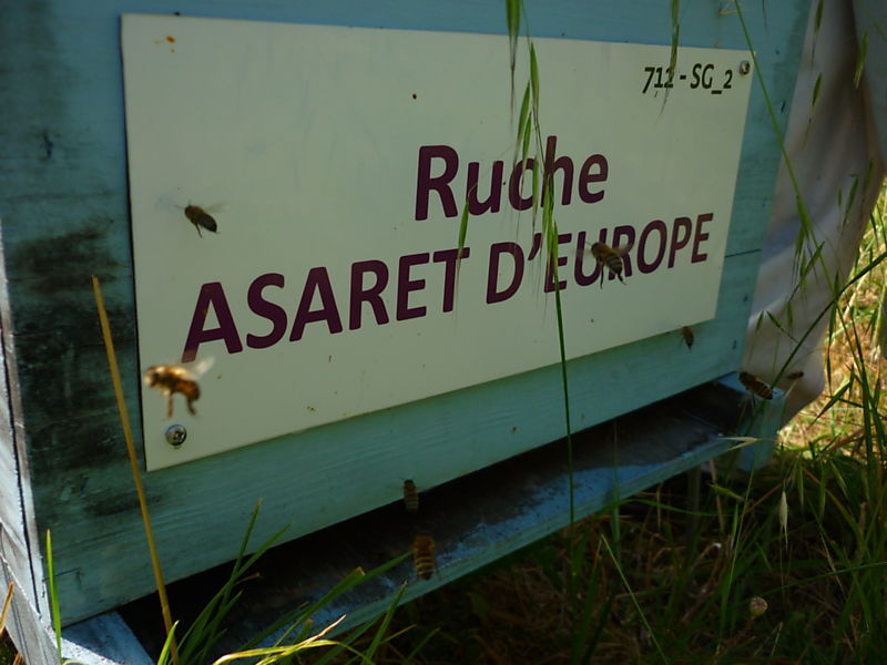La ruche Asaret d europe