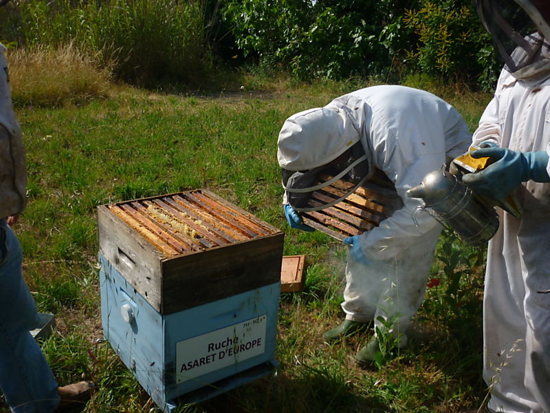 La ruche Asaret d europe
