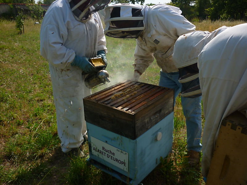 La ruche Asaret d europe