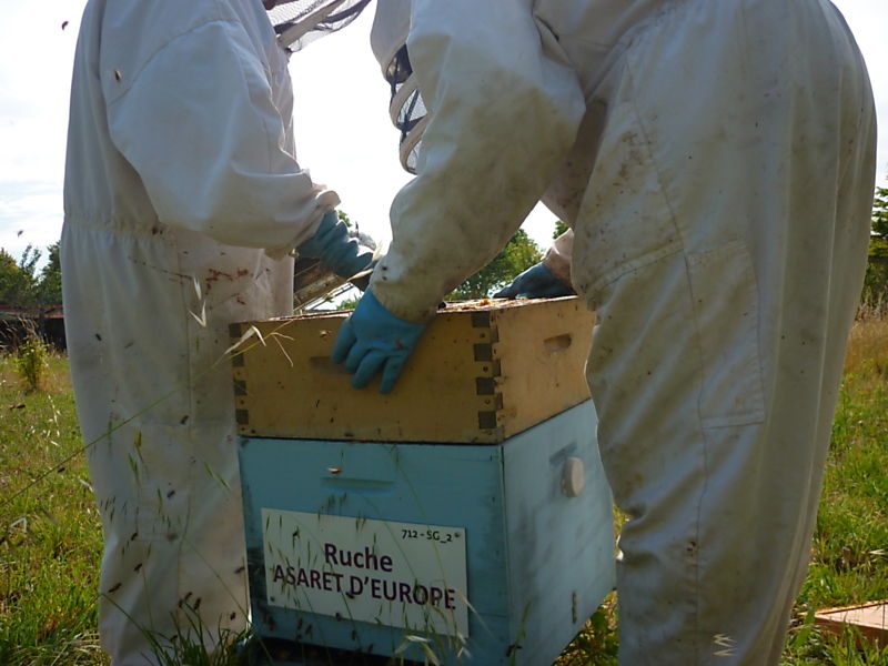 La ruche Asaret d europe