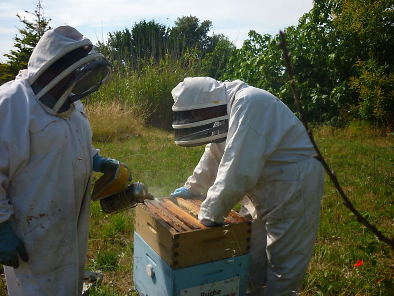 La ruche Asaret d europe