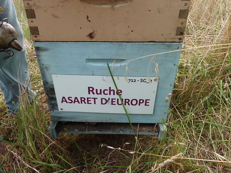 La ruche Asaret d europe