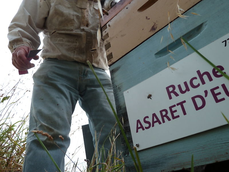 La ruche Asaret d europe