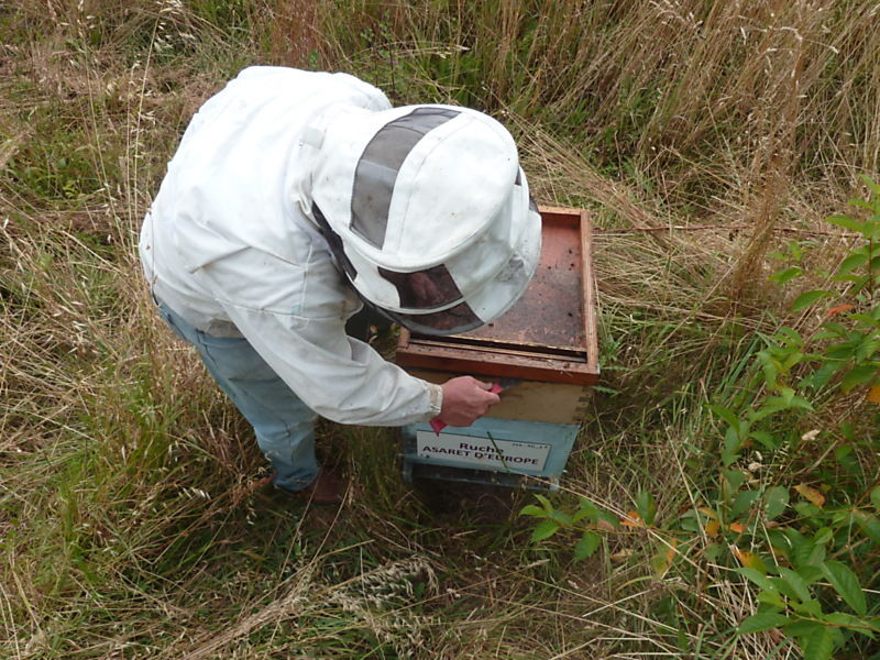 La ruche Asaret d europe