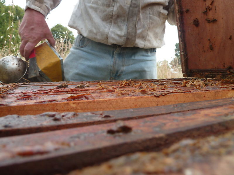 La ruche Asaret d europe