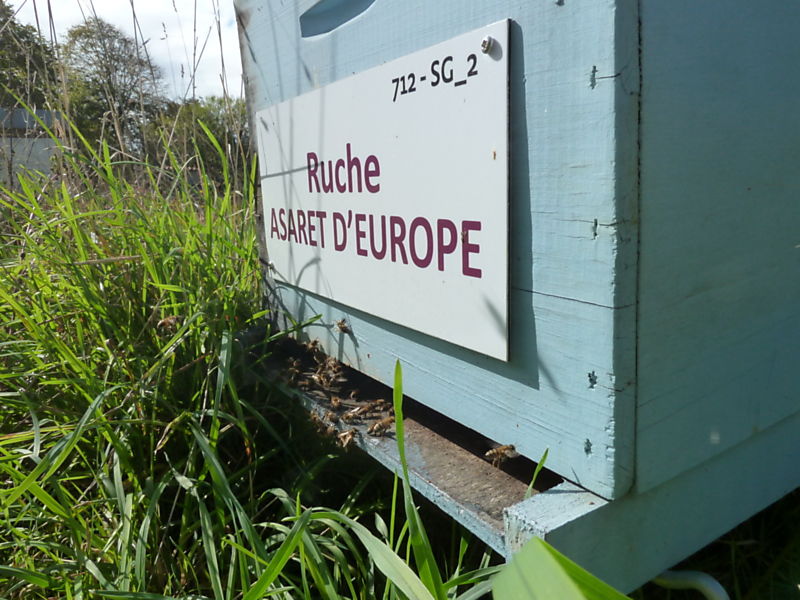 La ruche Asaret d europe
