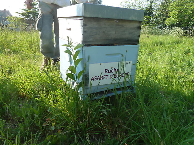 La ruche Asaret d europe