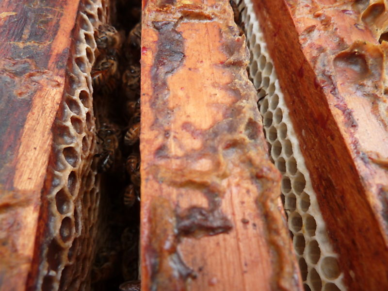 La ruche Asaret d europe