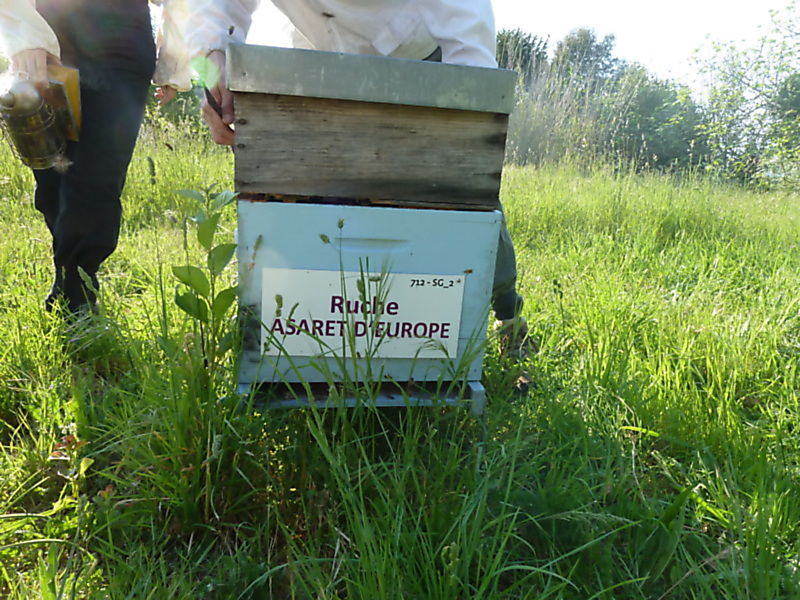 La ruche Asaret d europe