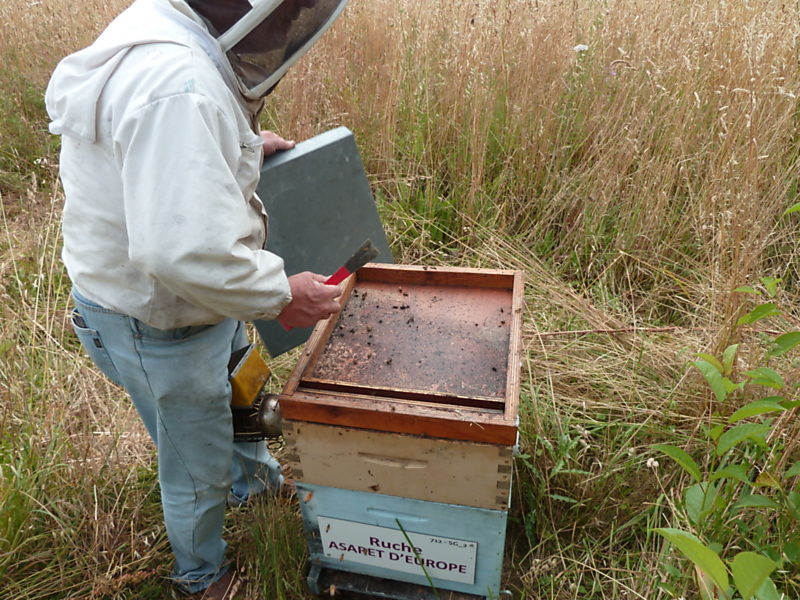 La ruche Asaret d europe