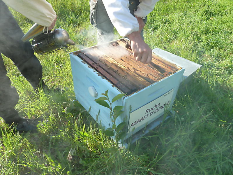La ruche Asaret d europe
