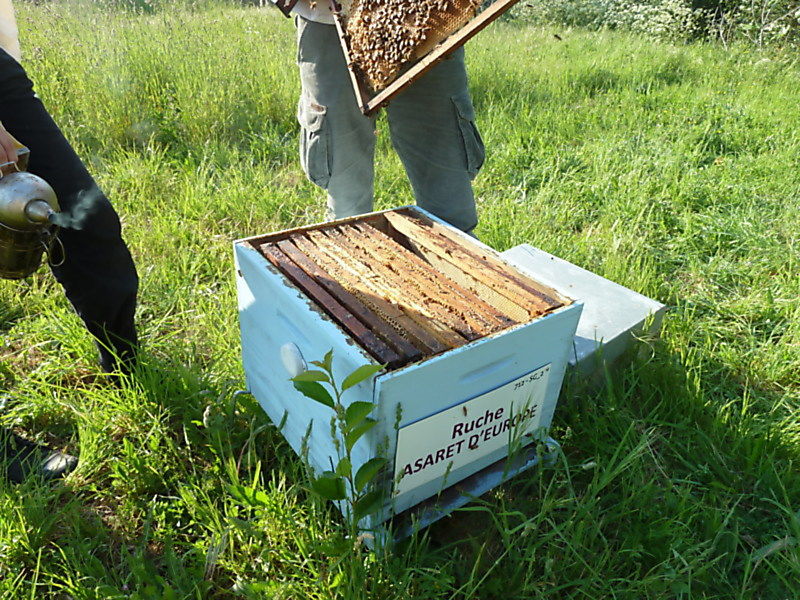 La ruche Asaret d europe