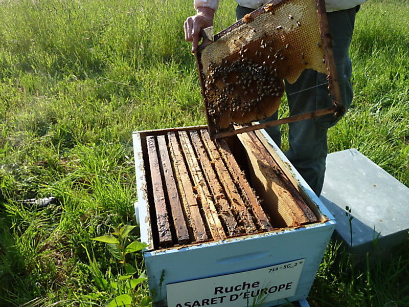 La ruche Asaret d europe