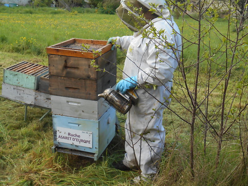 La ruche Asaret d europe