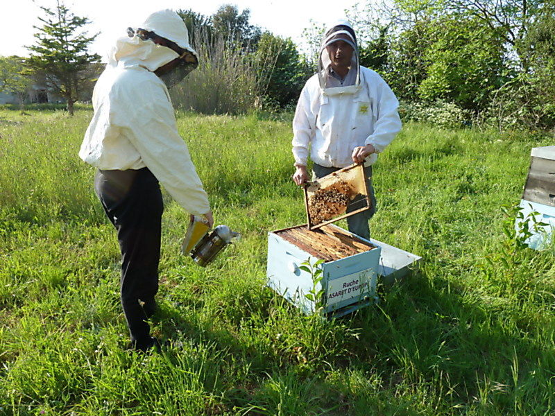 La ruche Asaret d europe