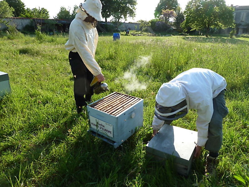La ruche Asaret d europe