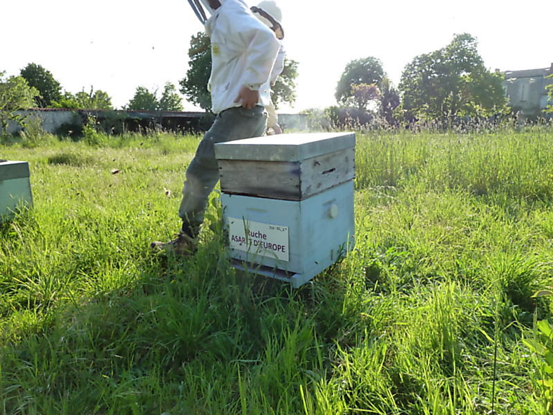 La ruche Asaret d europe