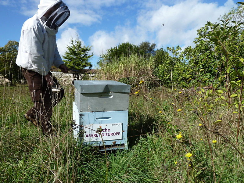 La ruche Asaret d europe