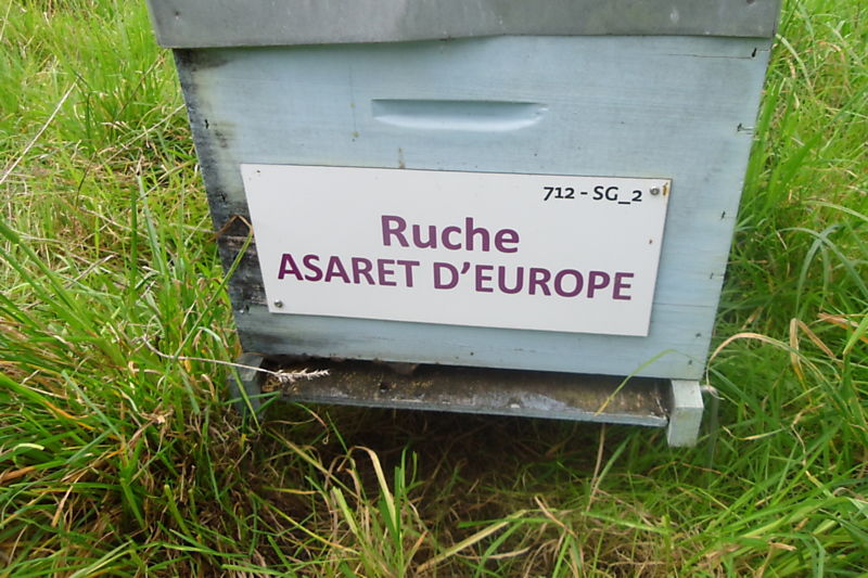 La ruche Asaret d europe