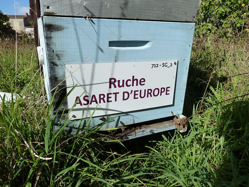 La ruche Asaret d europe