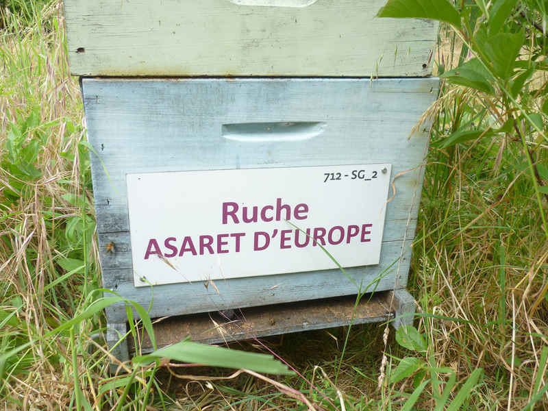 La ruche Asaret d europe