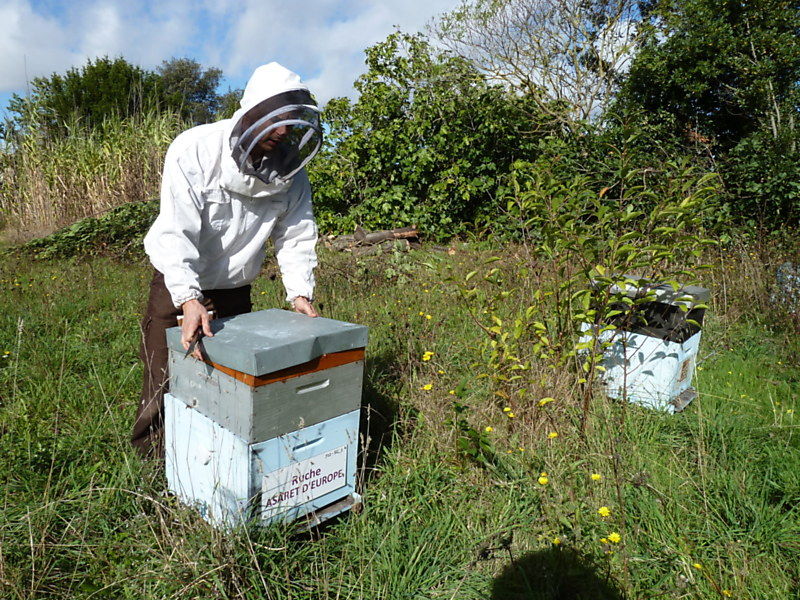 La ruche Asaret d europe