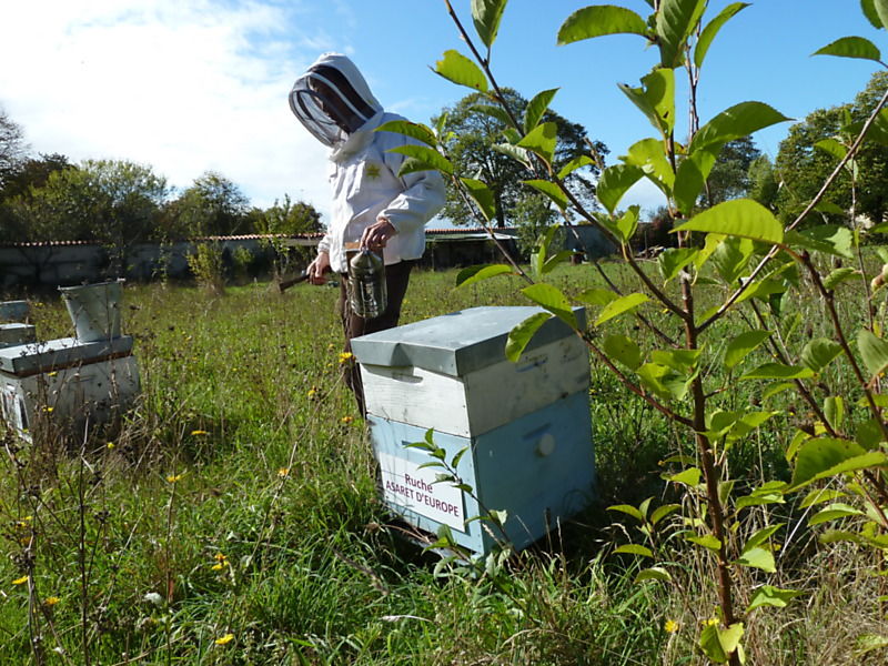 La ruche Asaret d europe