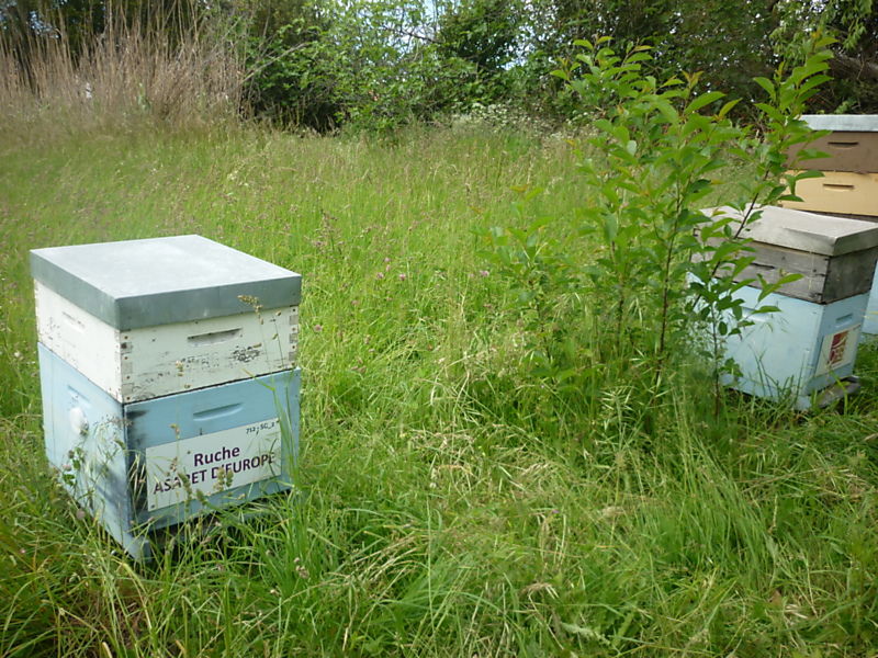 La ruche Asaret d europe