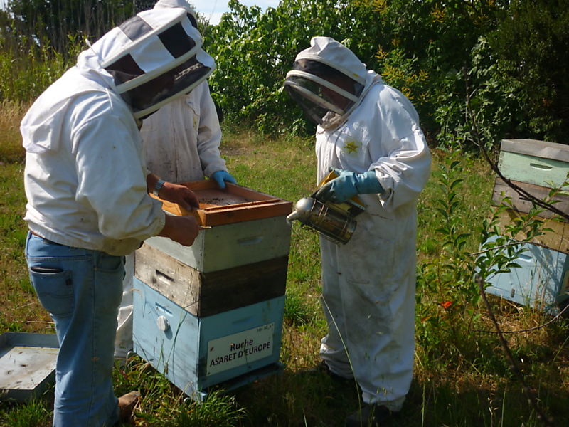 La ruche Asaret d europe