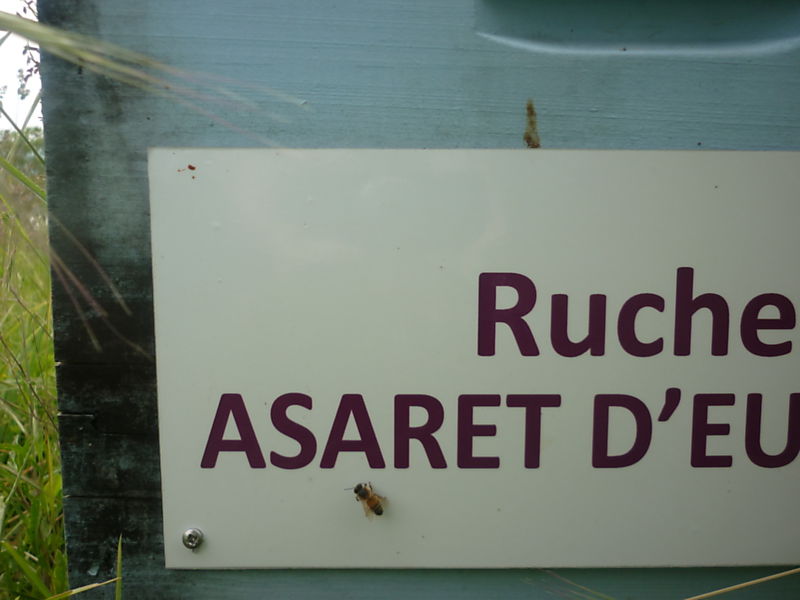 La ruche Asaret d europe