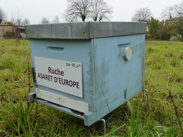 La ruche Asaret d europe