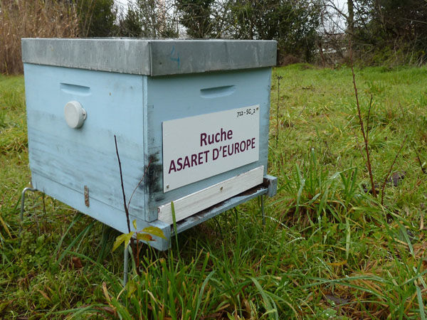 La ruche Asaret d europe