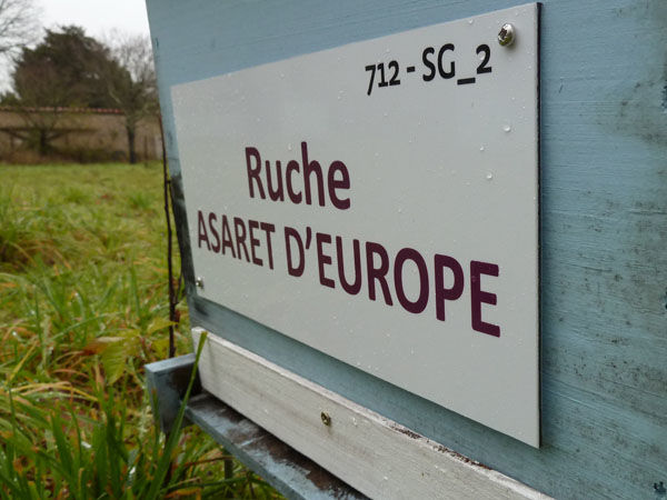 La ruche Asaret d europe