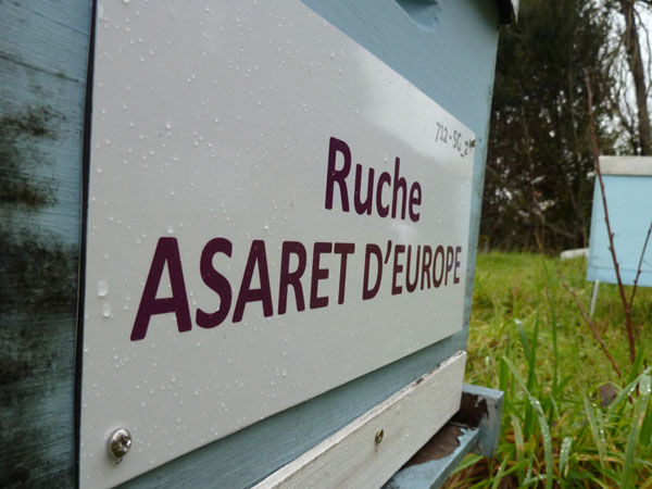 La ruche Asaret d europe