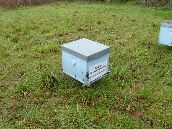 La ruche Asaret d europe