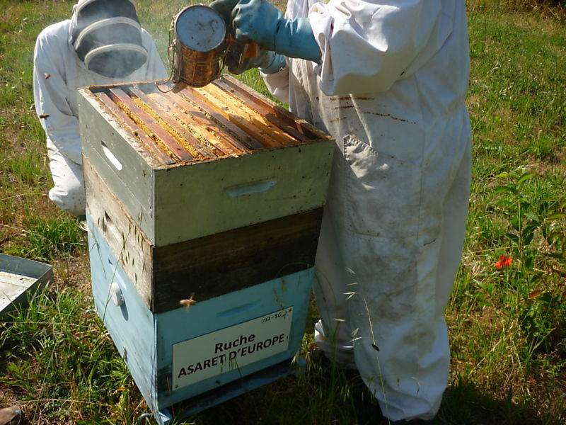 La ruche Asaret d europe