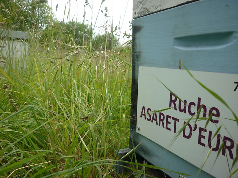 La ruche Asaret d europe